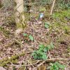 04 Aktion April 25 Feen und Wichtelwald